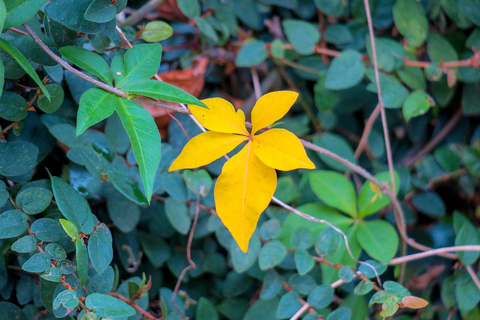 Hong Kong Wildflowers Wild Flowers Free photo on Pixabay Pixabay