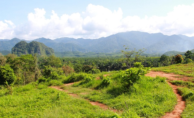Thailand, Regenwald, Natur, Wald