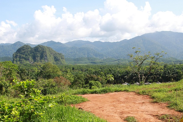 Thailand, Regenwald, Natur, Wald