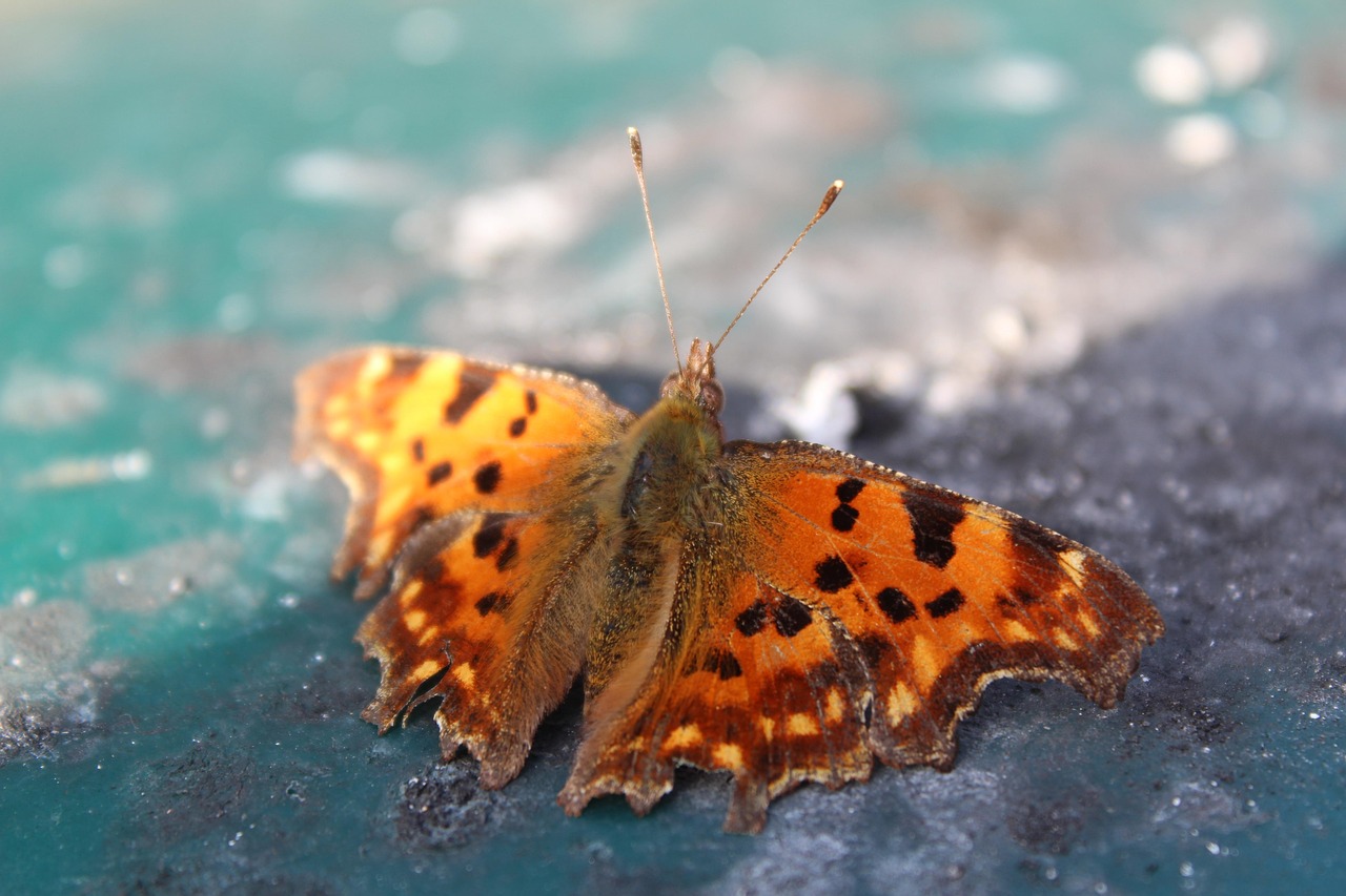 Butterfly - free online jigsaw puzzle photo