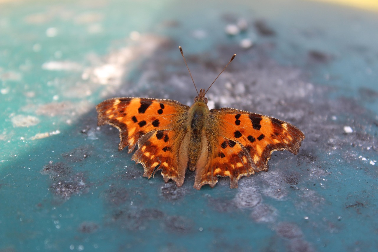 Butterfly - free online jigsaw puzzle photo
