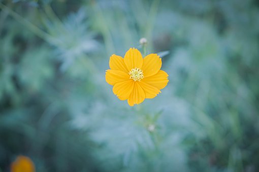 Zaden, Mooi Behang, Puntige Bloem