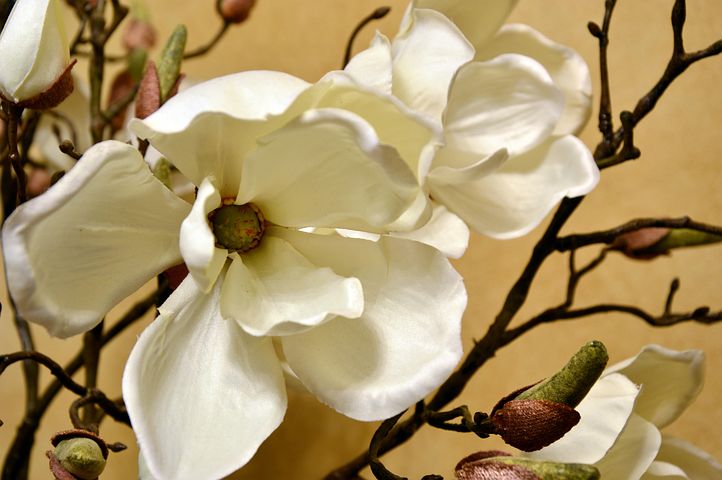 超过60 张关于 玉兰花蕾 和 花蕾 的免费图片