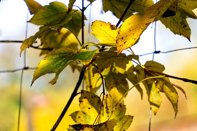 Free Leaf Leaves photo and picture
