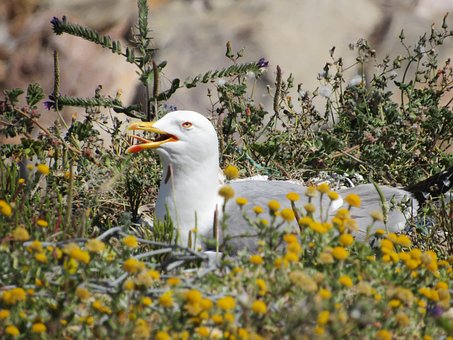 Free Seagull Bird photo and picture