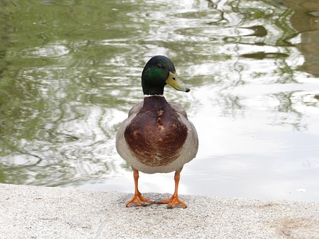 Free Duck Bird photo and picture