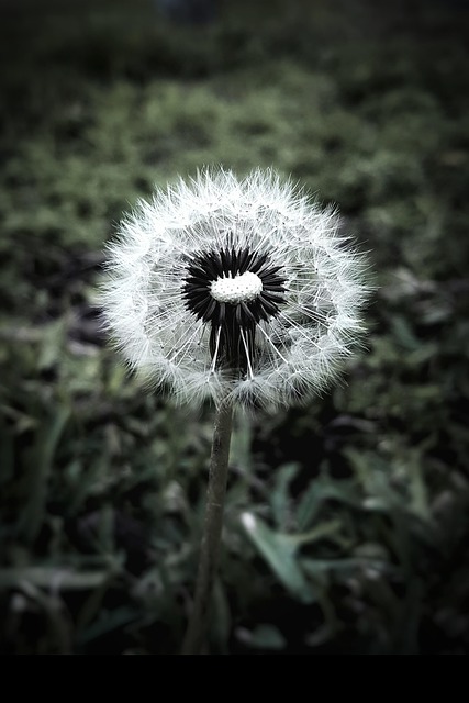 Free Dandelion Flower photo and picture