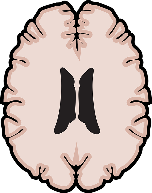 Download free HD stock image of Graphic Brain Free graphic brain horizontal brain vector
