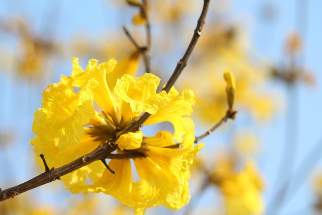 Free Yellow Flower Nature photo and picture