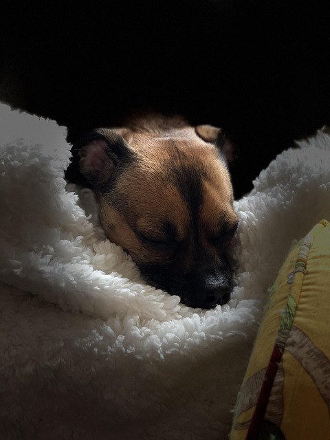 Free Pet Dog On Soft Blanket photo and picture