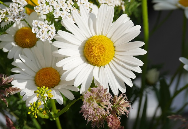 Margeriten, Blume, Garten, Gartenblume