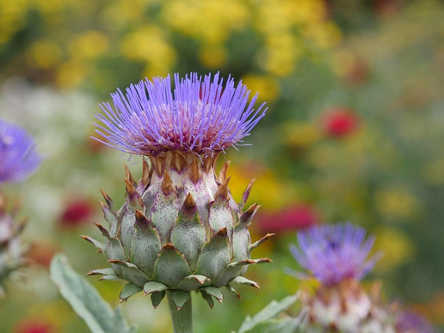 Blume, Blüte, Schöne Blumen, Nahaufnahme