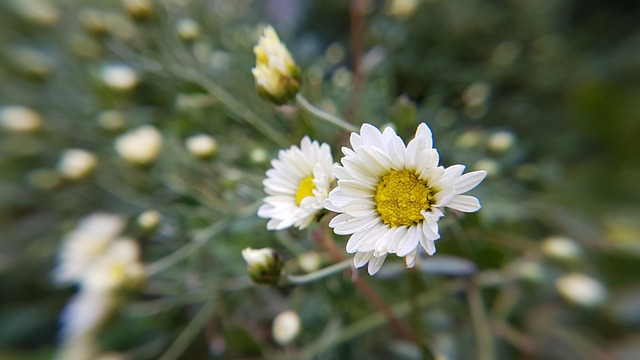 Free White Flower Flower Background photo and picture