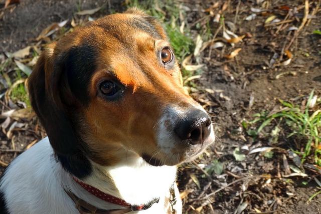 Free Dog Animal photo and picture