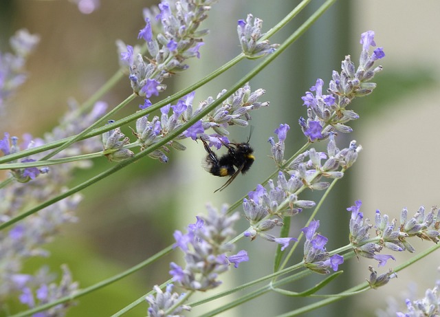Free Bumblebee Insect photo and picture