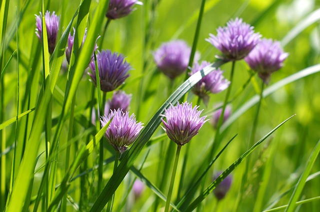 Blomst, Kløver, Violet, Blomst Tapet