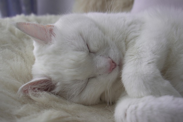 Free Cat White photo and picture