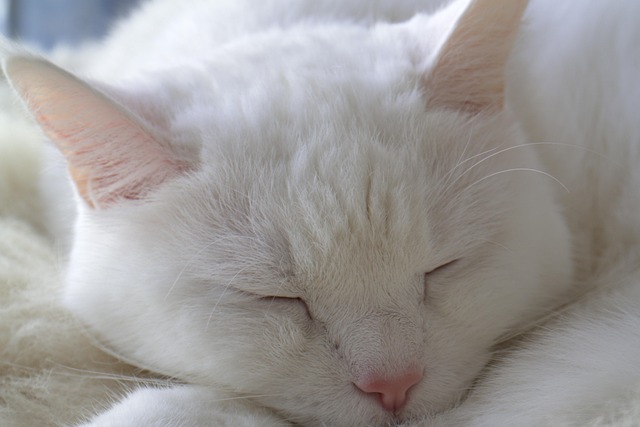 Free Cat White photo and picture