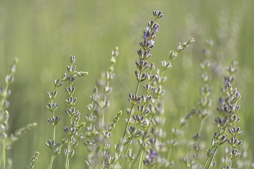 Bloom, Květ, Bokeh, Krásné Květiny