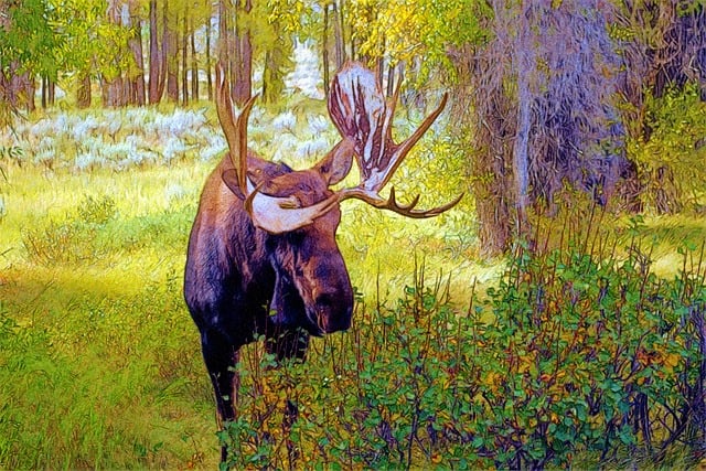 bull-reb-v-gros-ventre-los-zviera-obr-zok-zdarma-na-pixabay