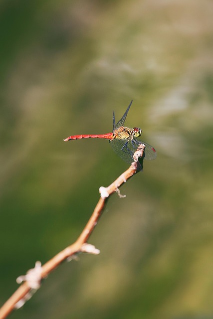 Free Dragonfly Anisoptera photo and picture
