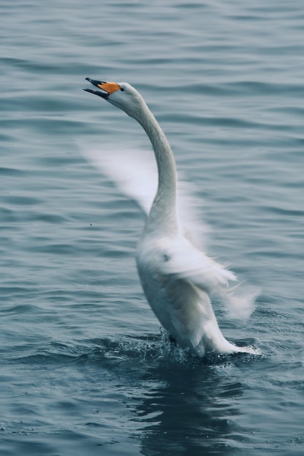 Free Swan Cygnus photo and picture