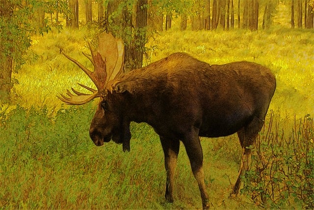 Free wyoming bull moose moose elk illustration