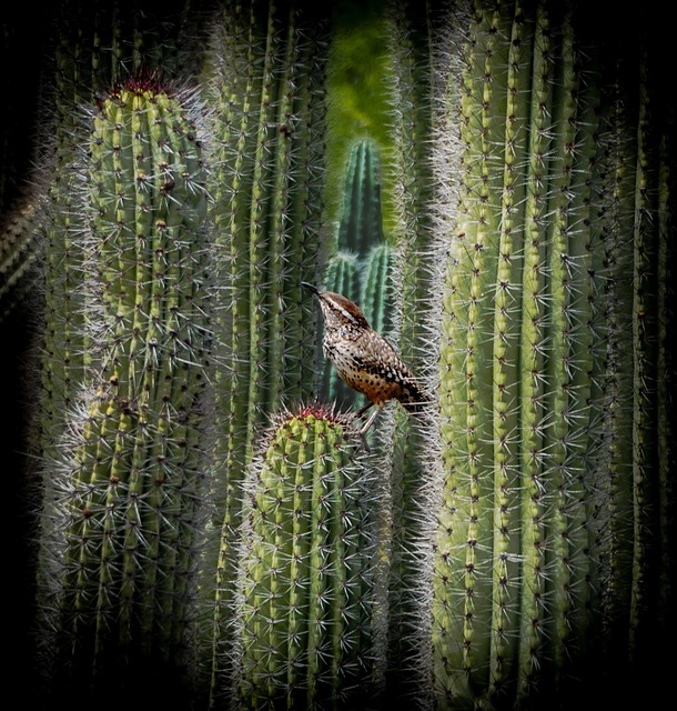 Free Cactus Wren Organ Pipe Cactus photo and picture