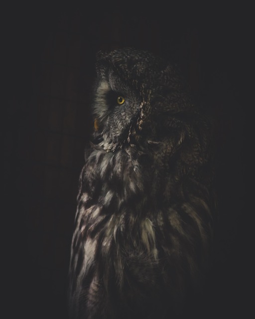 Free Owl Animals photo and picture