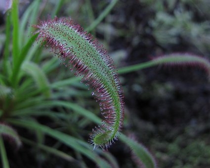 超过4 张关于 茅膏菜狐 和 植物 的免费图片 Pixabay