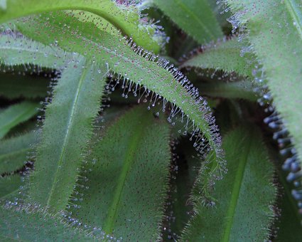 超过4 张关于 茅膏菜狐 和 植物 的免费图片 Pixabay