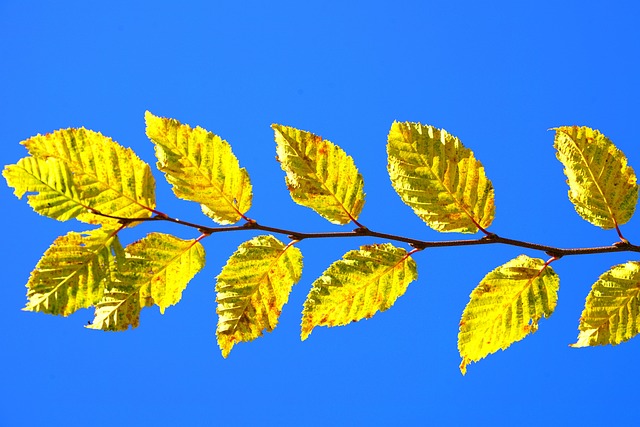 Free Leaves Leaf Coloring photo and picture