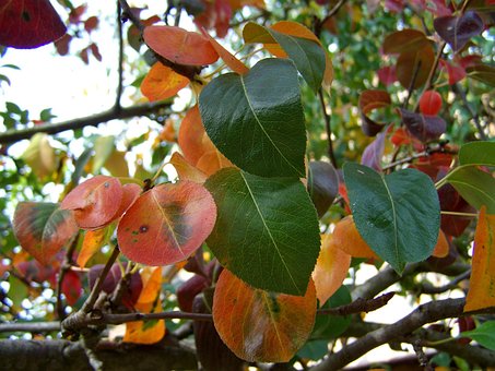 Blätter, Herbst, Verfärbungen, Natur