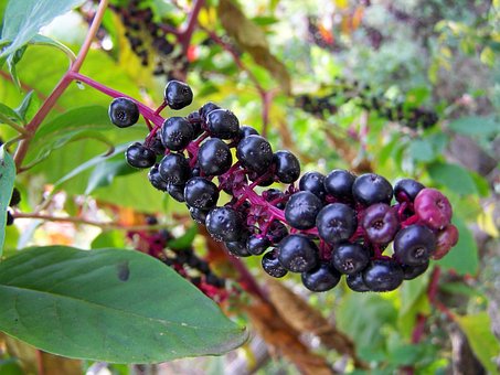 Türkische Trauben, Herbst-Beeren
