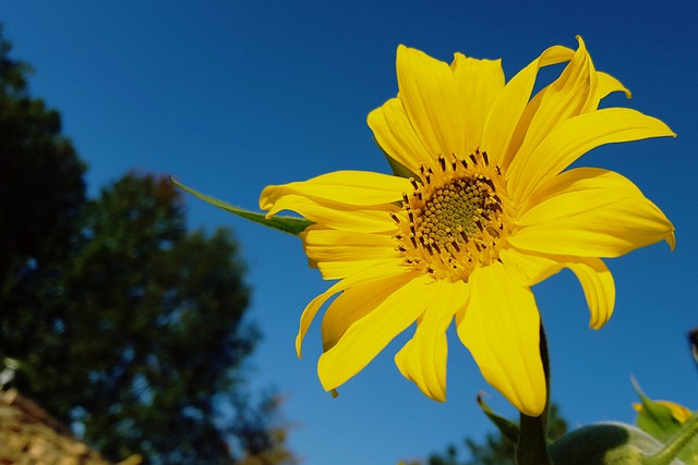 Sonnenblume, Himmel, Blumentapete