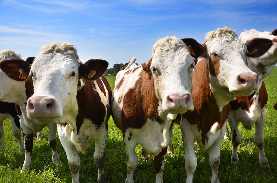 Cows Vosges Animals Free Photo On Pixabay