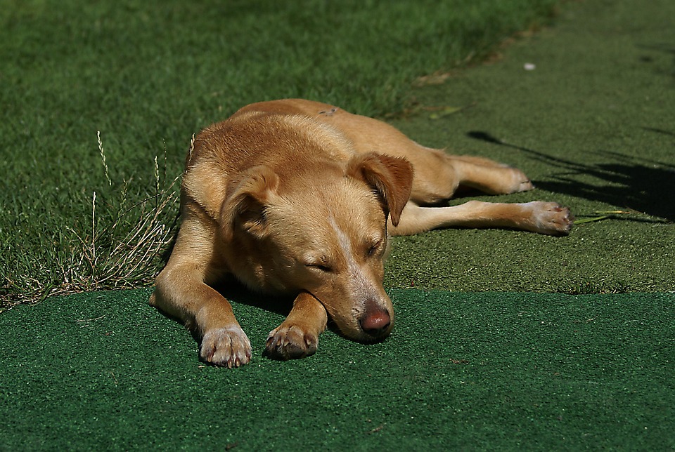 hund-haushund-tier-kostenloses-foto-auf-pixabay