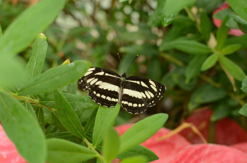 Schmetterling Insekt Süß - Kostenloses Foto auf Pixabay