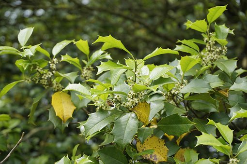 Free Bee Holly photo and picture