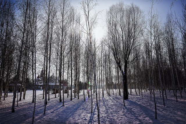 Winter, Pflanze, Schnee, Wald