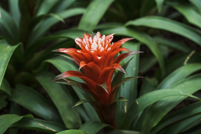 Blume, Pflanze, Green, Rot