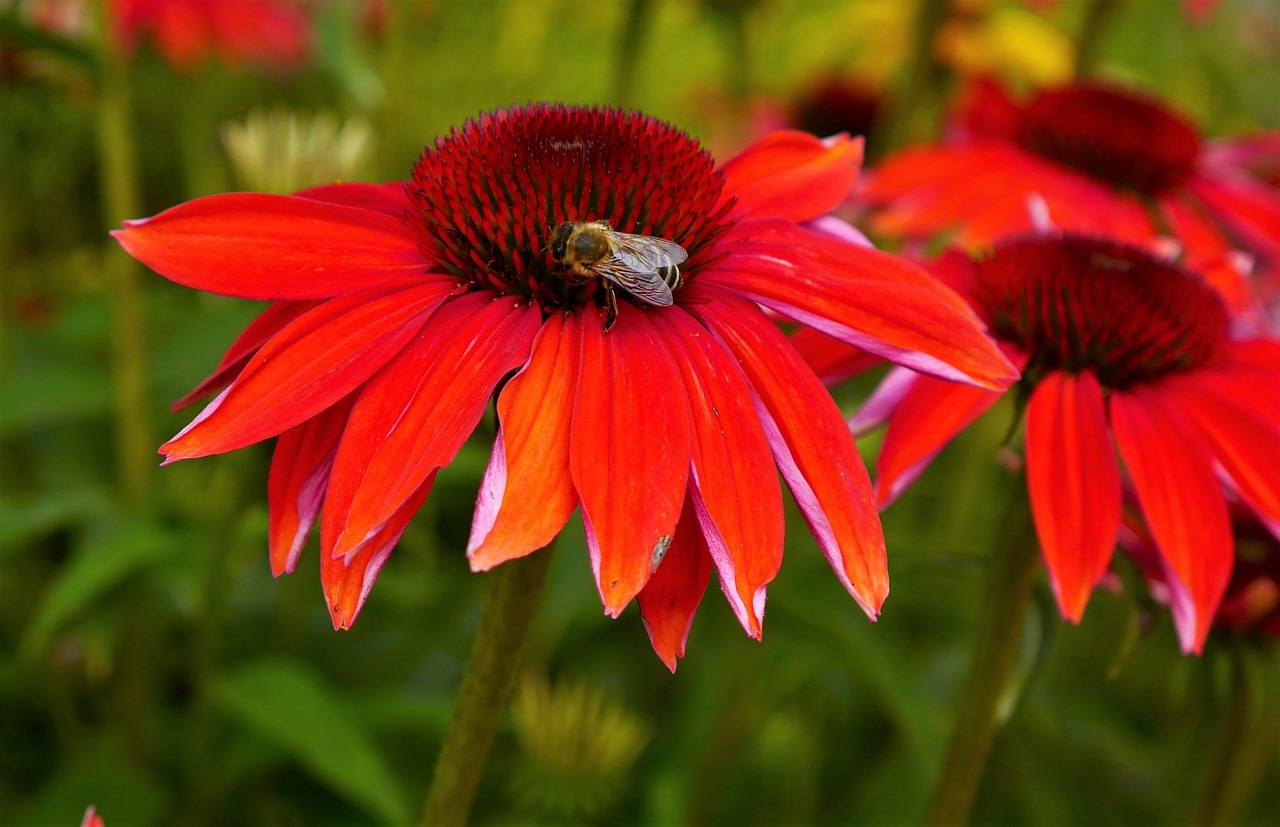 Gardens Biene - Kostenloses Foto auf Pixabay - Pixabay