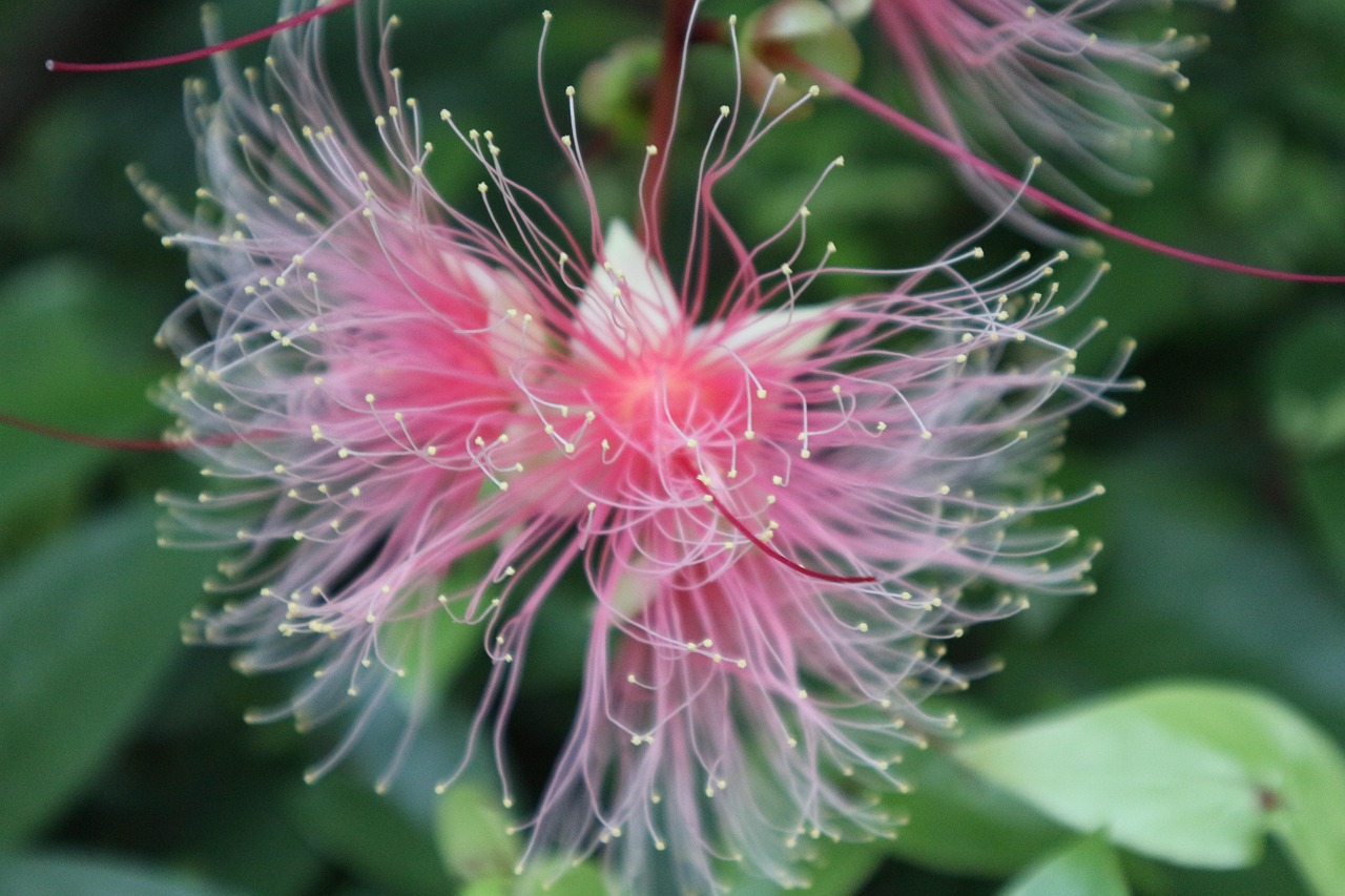 100+ Free 台湾、花 & Taiwan Images - Pixabay
