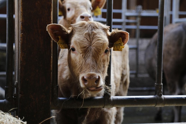 Free Calf Beef photo and picture