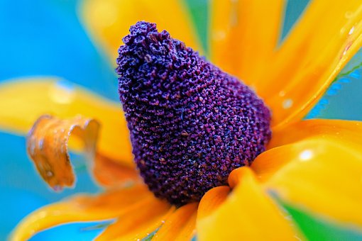 Free Flower Nature photo and picture