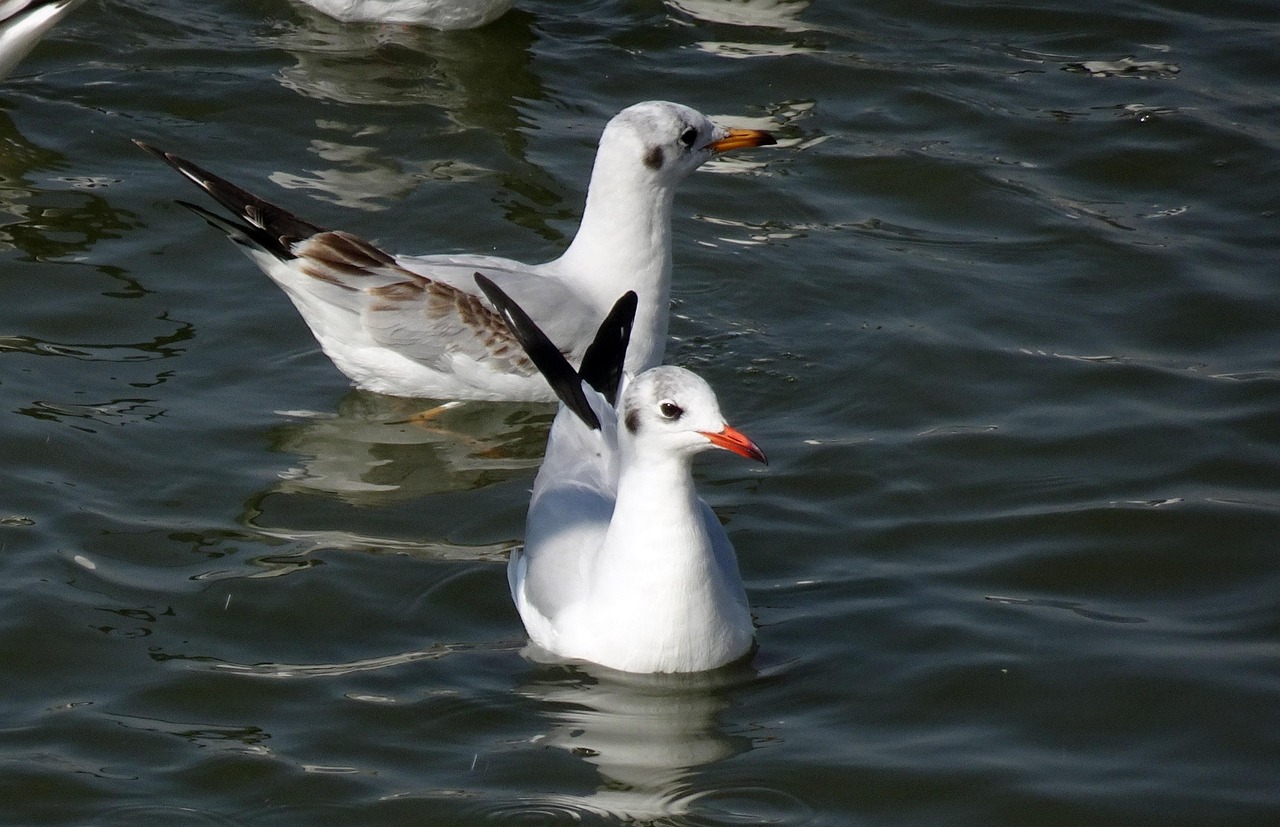 Gaviota Pájaro Larus - Foto gratis en Pixabay - Pixabay