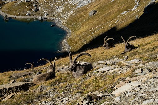 Free Alps Ibex Mountain photo and picture