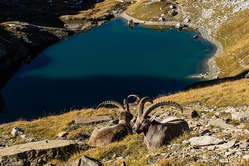 Free Alps Ibex Mountain photo and picture