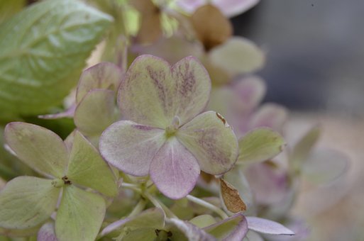 Blomst, Hortensia, Natur, Blomster