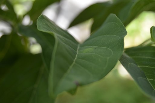 Blad, Grøn, Natur, Ark, Plante, Forår